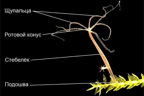 Как восстановить аккаунт на кракене